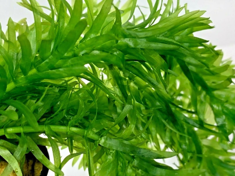 Elodea Densa 5 Stems Oxygenating Tropical Pond Aquarium Plants And 5 Weights image 2