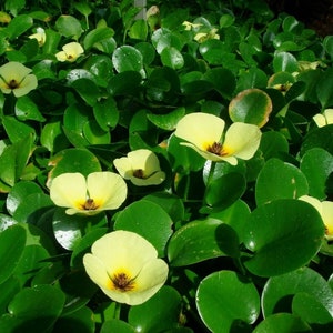 Hydrocleys Nymphoides Water Poppy Similar To Lily Pond Marginal Plant Perennial