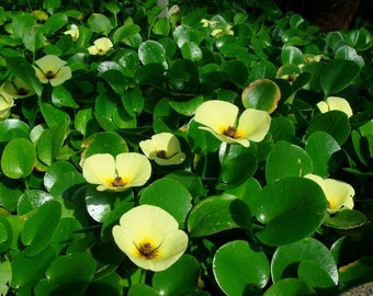 Hydrocleys Nymphoides Water Poppy Similar To Lily Pond Marginal Plant Perennial