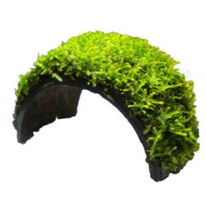 May include: A curved piece of driftwood covered in green moss. The moss is thick and lush, and the wood is dark brown.