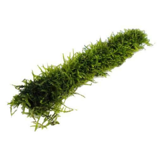 Bamboo Stick With Java Moss 5cm LIVE Aquarium Plant Decor