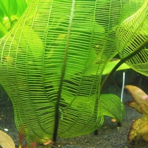 Aponogeton Rare Henkelianus LIVE Tropical Aquarium Plant image 1