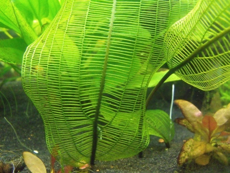 Aponogeton Rare Henkelianus LIVE Tropical Aquarium Plant image 1