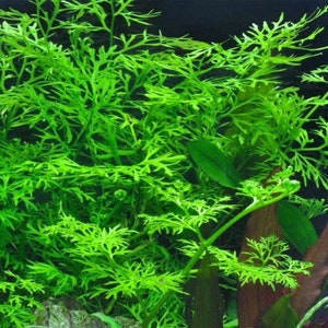 Ceratopteris Thalictroides LIVE Rare Aquarium Tropical Plant Water Sprite