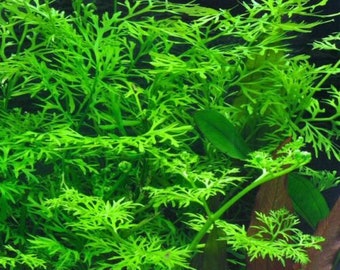 Ceratopteris Thalictroides LIVE Rare Aquarium Tropical Plant Water Sprite