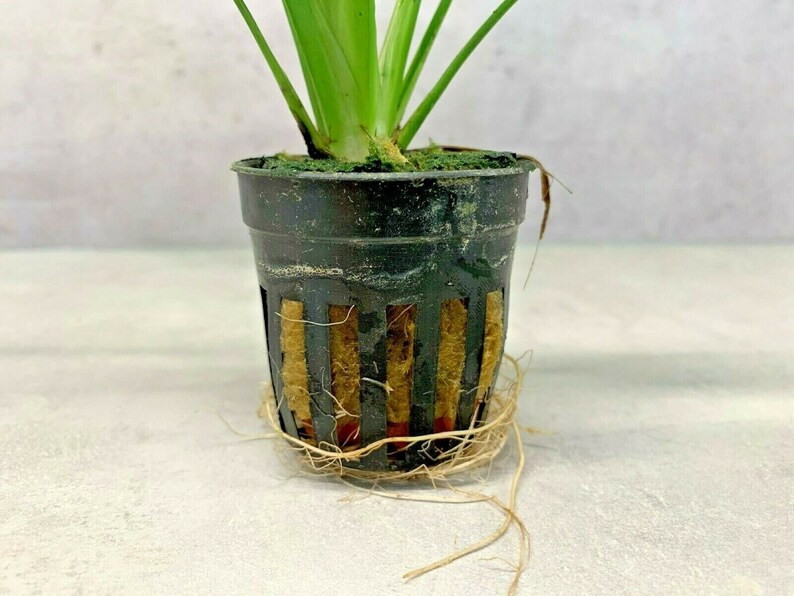 AMAZON SWORD In A Plastic Pot Echinodorus Bleheri Paniculatus Aquarium Plant image 3