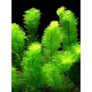 Pond Oxygenating Plants Myriophyllum Scabratum Cutleaf Water Milfoil