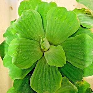 May include: A close-up of a green water hyacinth plant with large, rounded leaves. The leaves are arranged in a rosette pattern and have a slightly fuzzy texture.