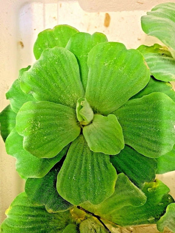 Pistia Stratiotes Jumbo Large Water Lettuce Aquarium Pond Floating
