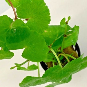 Hydrocotyle Leucocephala Brazilian Pennywort Live Tropical Aquatic Plant image 5