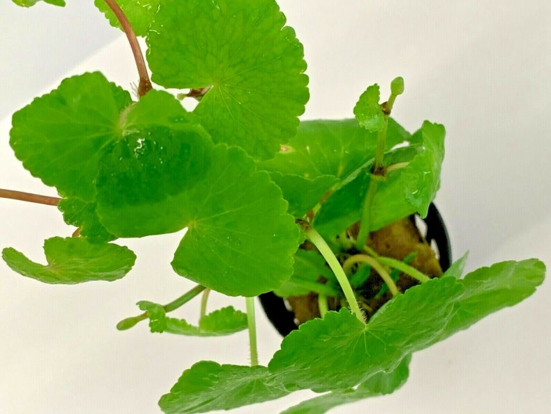 Hydrocotyle Leucocephala Brazilian Pennywort Live Tropical Aquatic Plant image 5