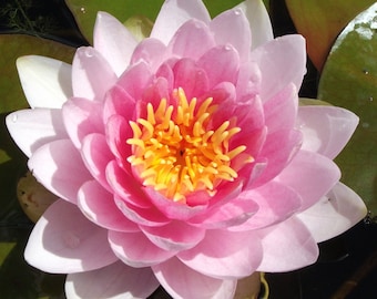 LARGE Pink LIVE Deep Water Lily Bare Rooted Pond Lake Plant Aquatic