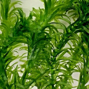 Elodea Densa 5 Stems Oxygenating Tropical Pond Aquarium Plants And 5 Weights image 4