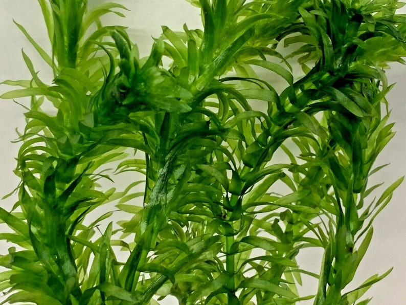 Elodea Densa 5 Stems Oxygenating Tropical Pond Aquarium Plants And 5 Weights image 4