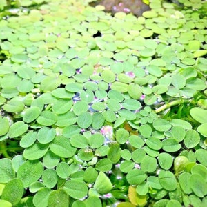 Salvinia Minima Live Tropical Aquarium Pond Floating Plants X 10 Breeding Tanks