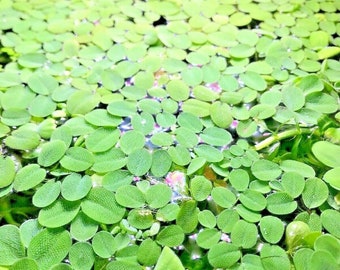 Salvinia Minima Live Tropical Aquarium Pond Floating Plants X 10 Breeding Tanks