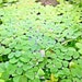 see more listings in the Aquarium Plants section