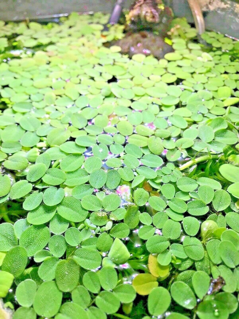 Salvinia Minima Live Tropical Aquarium Pond Floating Plants X 10 Breeding Tanks image 1