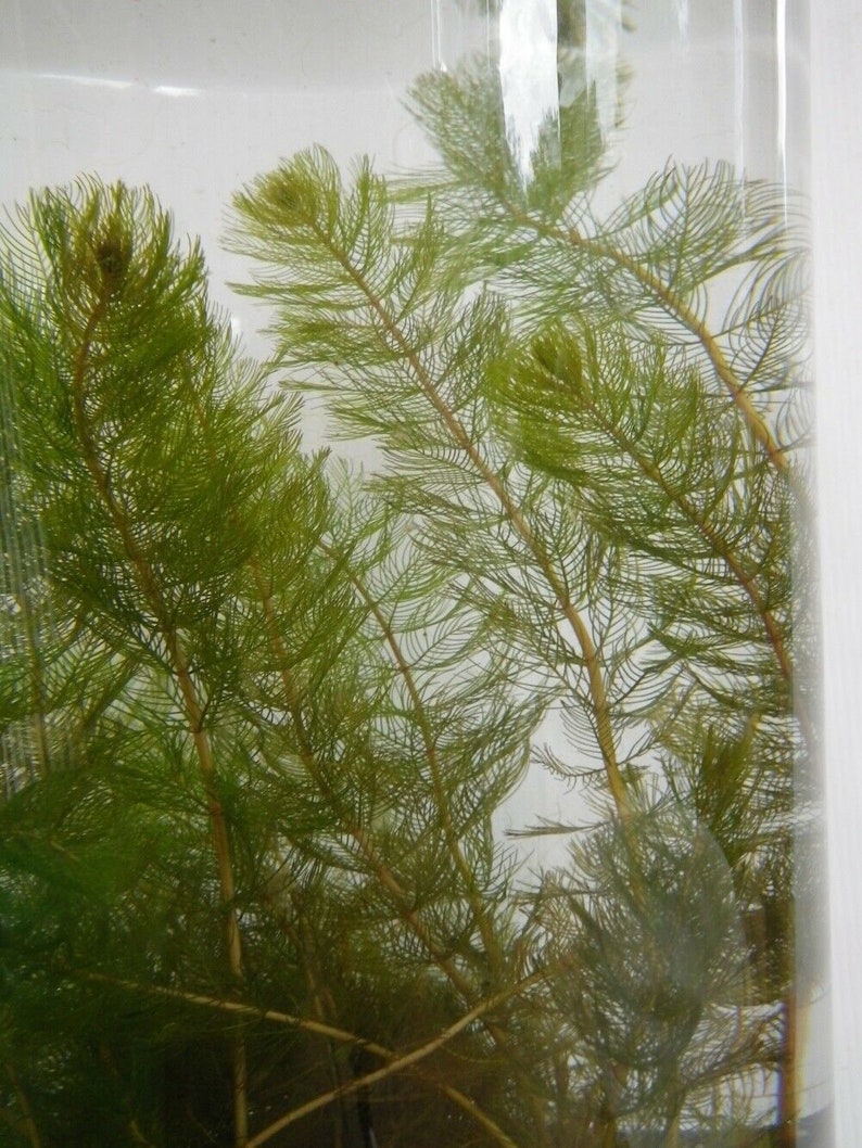 Pond Oxygenating Plants Water Milfoil Myriophyllum Spicatum Perennial Flowering image 2