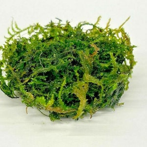 May include: A clump of green moss, ideal for aquariums or terrariums.