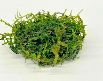 Weeping Moss Vesicularia Ferriei 10g LIVE Aquarium Tropical Moss Easy Care