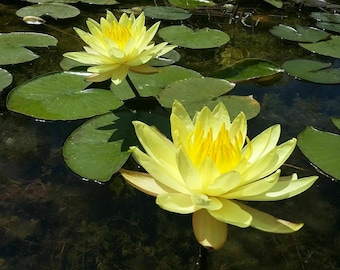 Yellow Live Deep Water Lily Pond Bare Rooted