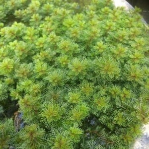 Pond Oxygenating Plants Water Milfoil Myriophyllum Spicatum Perennial Flowering image 1