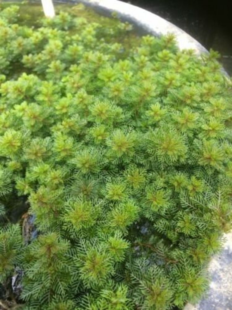 Pond Oxygenating Plants Water Milfoil Myriophyllum Spicatum Perennial Flowering image 1