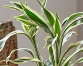 Lucky Bamboo White Stripe Dracaena Sandriana Easy Houseplant No Soil Needed