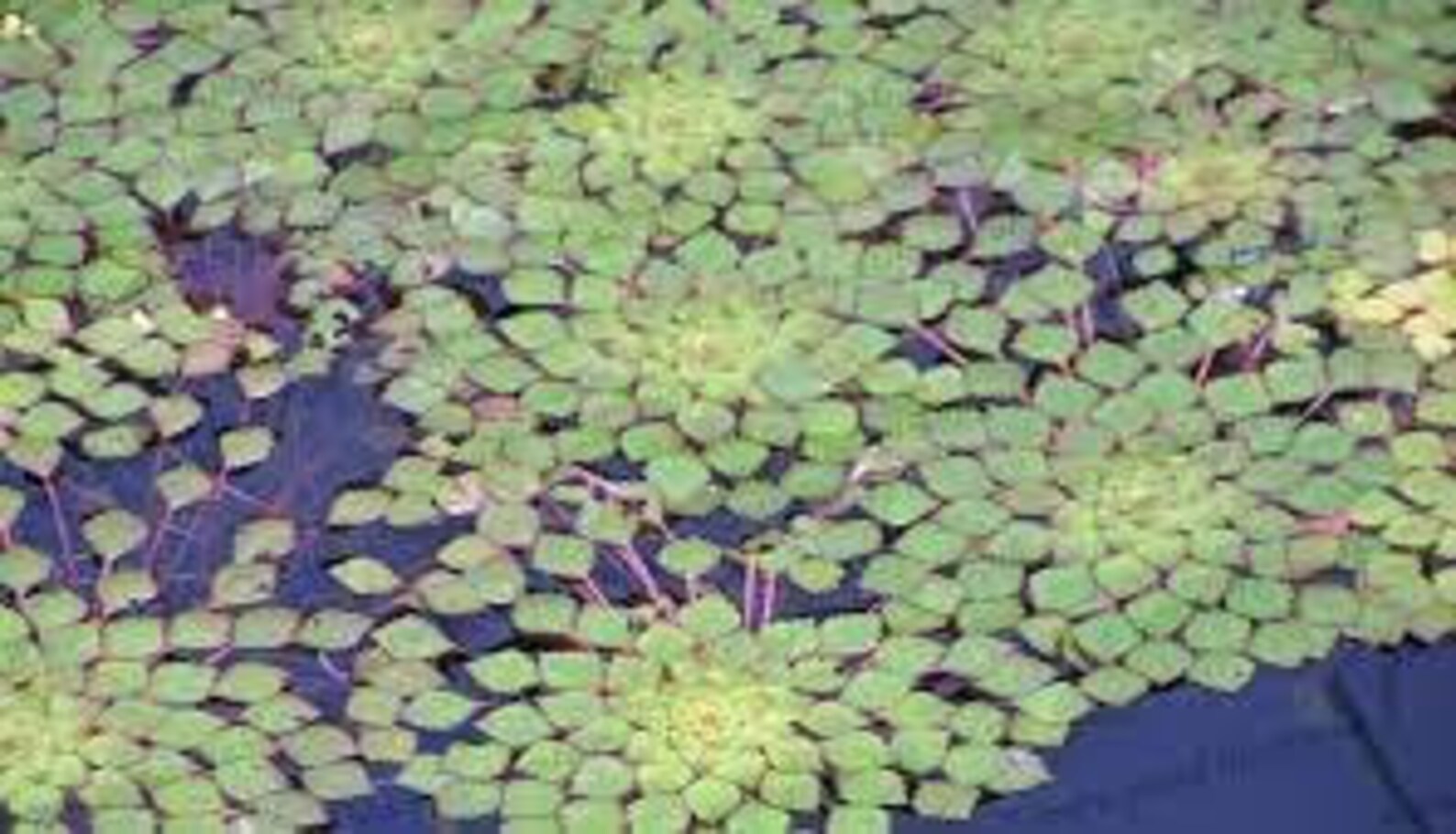 Trapa Natans Water Chestnut X 5 LIVE Floating Pond Plants Etsy