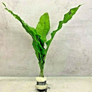 May include: A green fern plant with long, narrow leaves growing in a white pot with a black band around the middle.