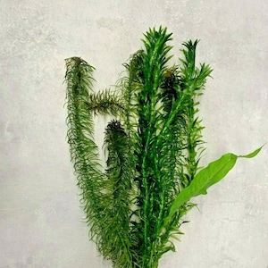 May include: A bunch of green aquatic plants with long, thin leaves. The plants are arranged in a fan shape and have a light green colour.