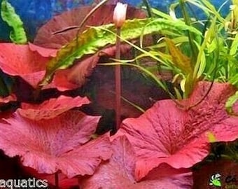 Nymphaea Red Lotus Bulb Live Aquarium Tropical Plants Easy