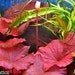 see more listings in the Aquarium Plants section