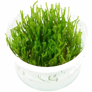 May include: A close-up of a small, clear glass container filled with vibrant green moss. The moss is densely packed and has a soft, feathery texture.