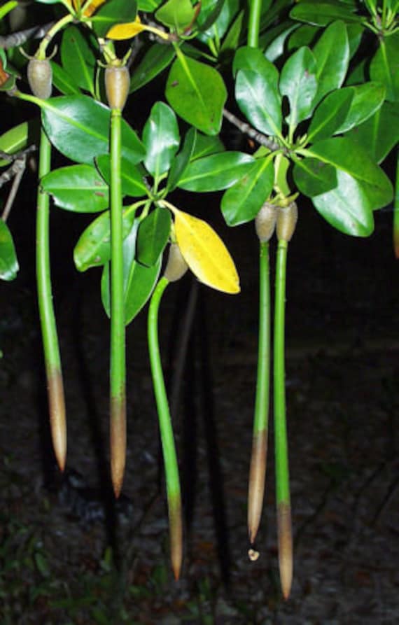 Red Mangrove Extra Large Seed Plant 15 Long X 1 Filter Etsy UK