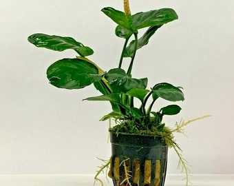 Anubias Barteri Live Tropical Aquarium Plants Low Light