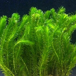 Elodea Densa 5 Stems Oxygenating Tropical Pond Aquarium Plants And 5 Weights image 3