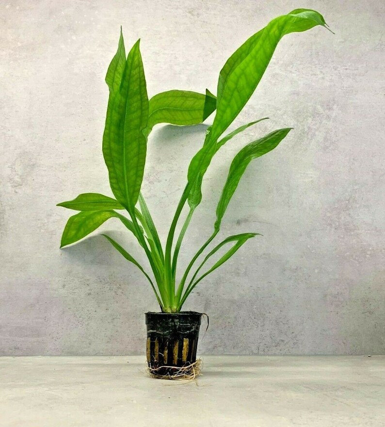 AMAZON SWORD In A Plastic Pot Echinodorus Bleheri Paniculatus Aquarium Plant image 8