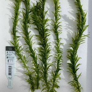 Elodea Densa 5 Stems Oxygenating Tropical Pond Aquarium Plants And 5 Weights image 5