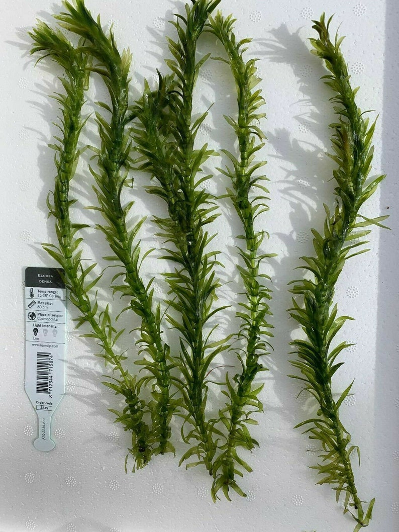 Elodea Densa 5 Stems Oxygenating Tropical Pond Aquarium Plants And 5 Weights image 5