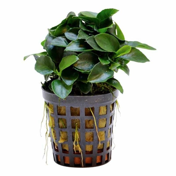 Anubias Bonsai Live Tropical Aquarium Plant