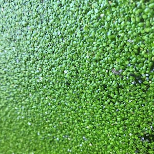 May include: A close-up image of a dense green carpet of small, round leaves. The leaves are tightly packed together, creating a smooth, textured surface.