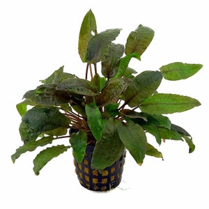 May include: A potted plant with dark green leaves and reddish-brown stems. The plant is in a black plastic pot with a grid pattern.