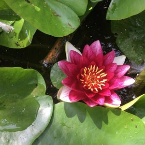 Red Live Deep Water Lily Pond Bare Rooted