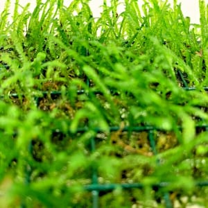 May include: A close-up of a green moss plant growing in a square grid.