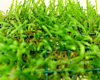 Java Moss On A Net Pad Carpeting Live Plant Pond Aquarium Oxygenating Hardy