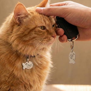 Peut inclure: Un chat roux porte une médaille argentée en forme de poisson avec le nom "Nava" et la date "Mai 2019". Une main tient une clé de voiture avec une étiquette assortie. Le chat est caressé.