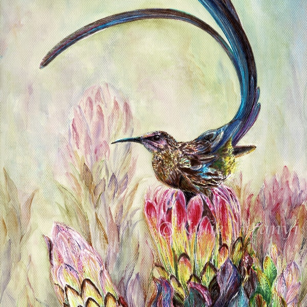 Artprint titled 'Sugarbird with Proteas', Watercolour Bird and Proteas, Sugarbird Painting, Painting of Proteas, Protea Wallart