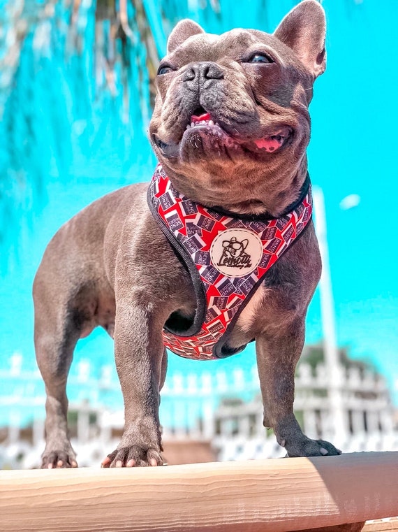 Harnais bouledogue français : les meilleurs modèles (2020)